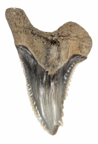 Fossil Hemipristis Shark Tooth - Maryland #42538
